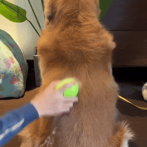 SteamBrush Stoomborstel werking gif — borstelen en ontharen hond met zachte tanden